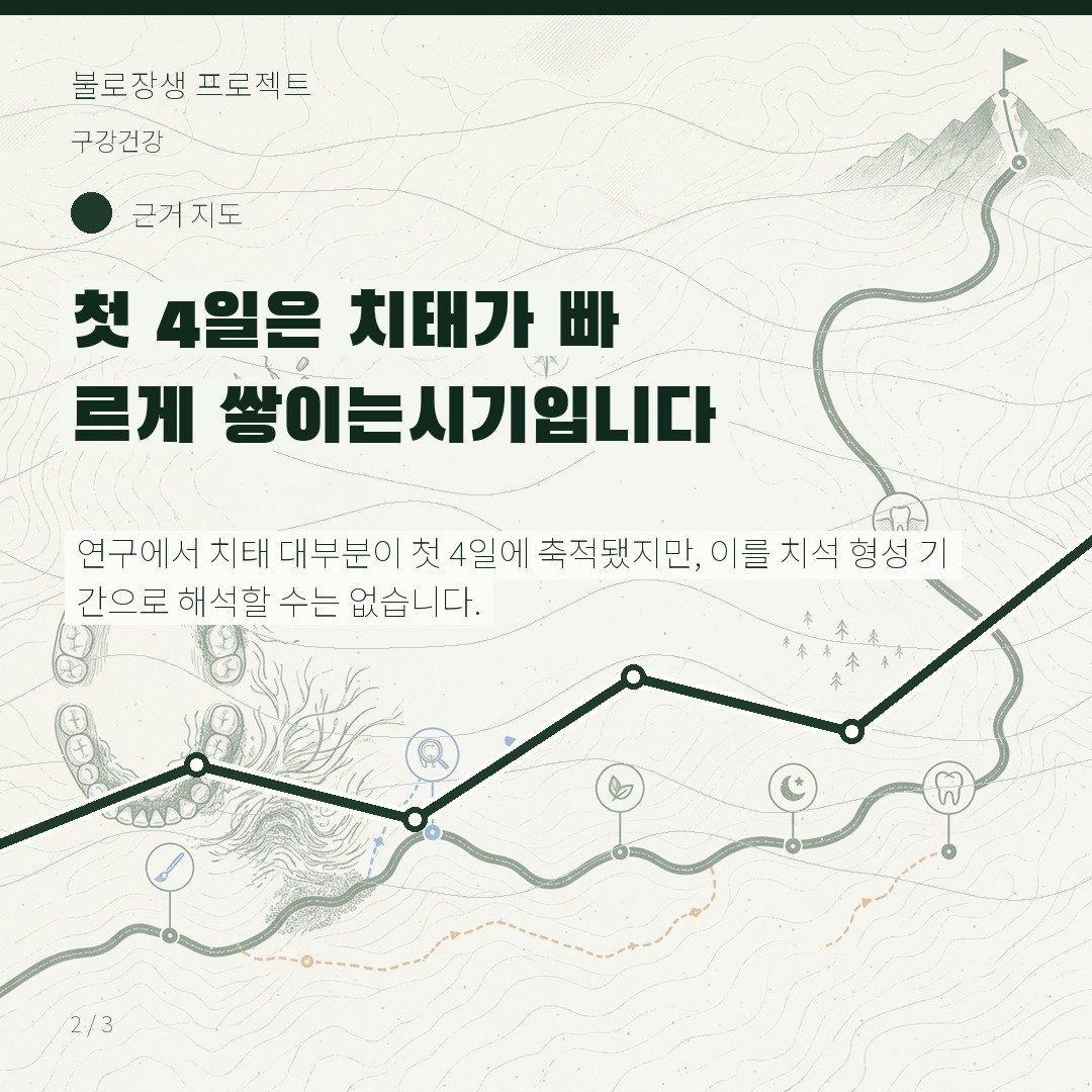 첫 4일은 치태가 빠르게 쌓이는 시기입니다